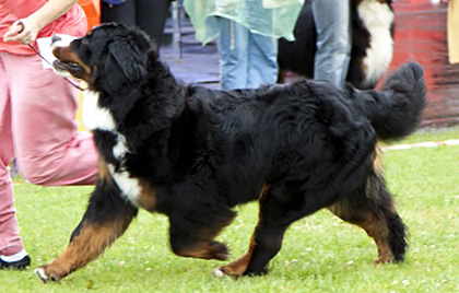 Halley Handsome V.T Rijkenspark